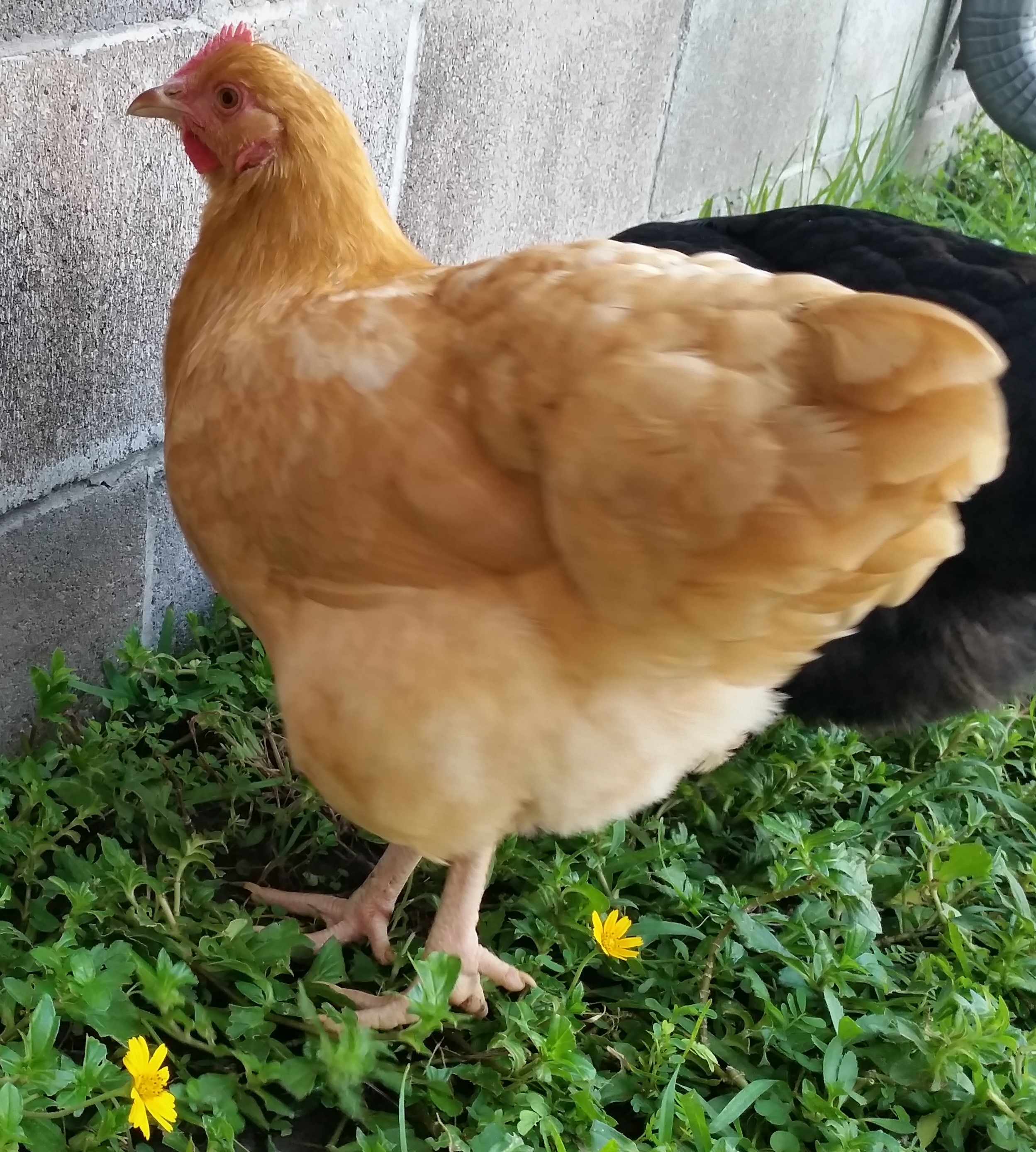 Buff Orpington "Blondie" 23 weeks