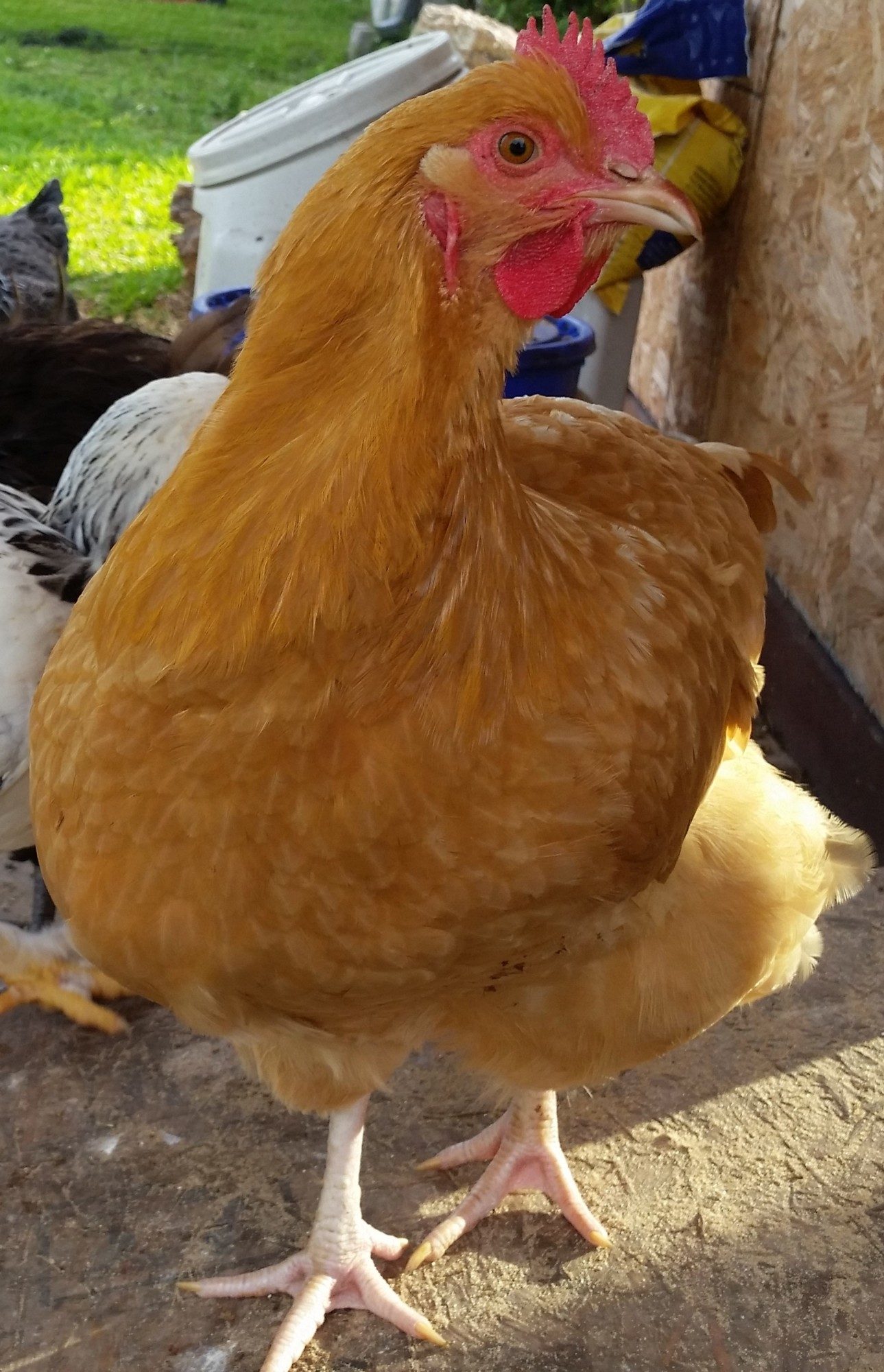 Buff Orpington "Blondie" 25 1/2 weeks
