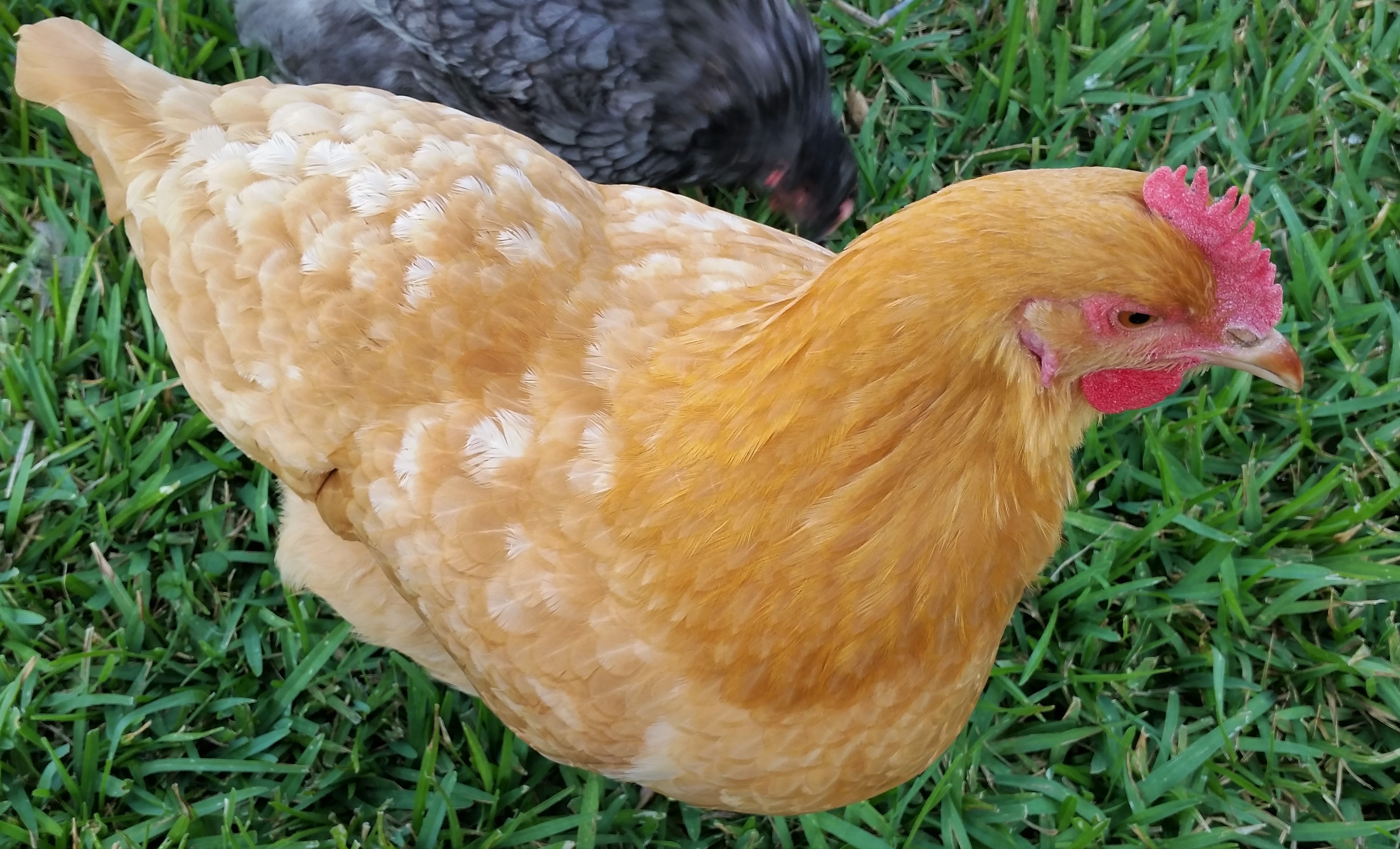 Buff Orpington "Blondie" 26 weeks