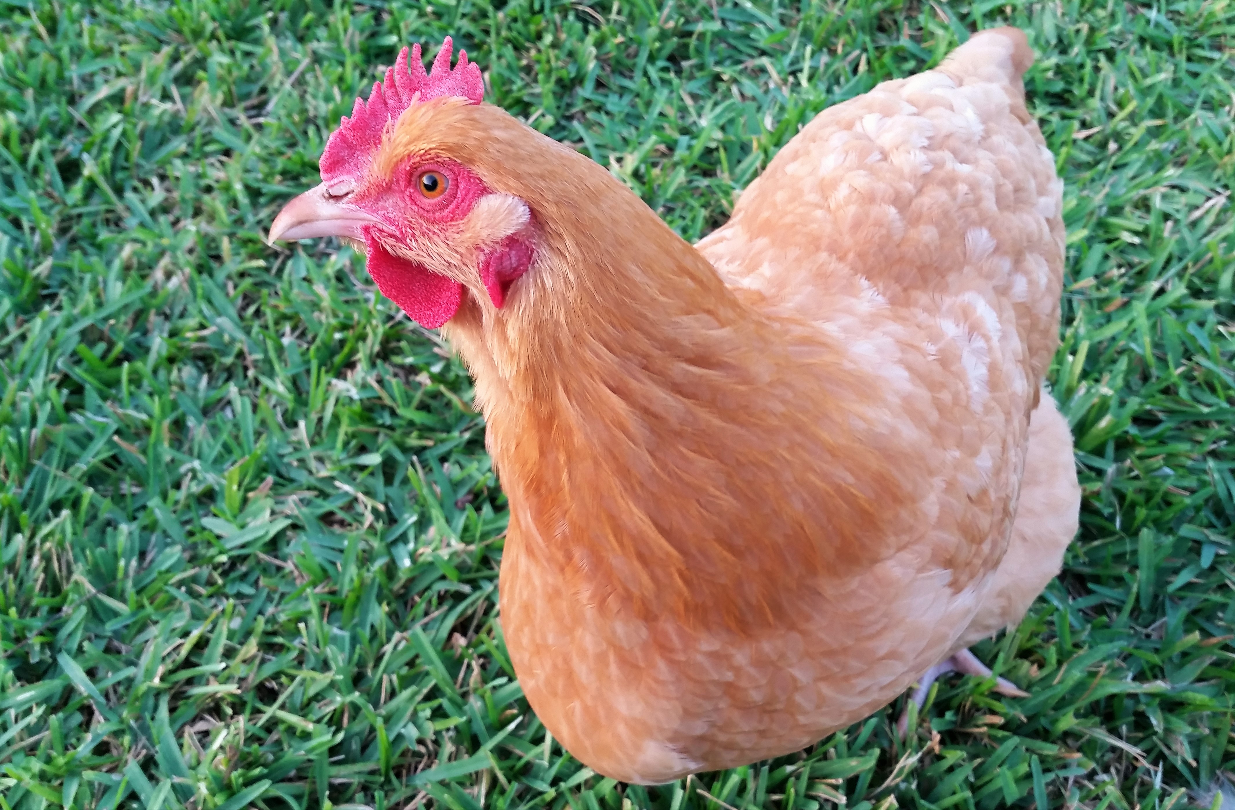 Buff Orpington "Blondie" 27 weeks