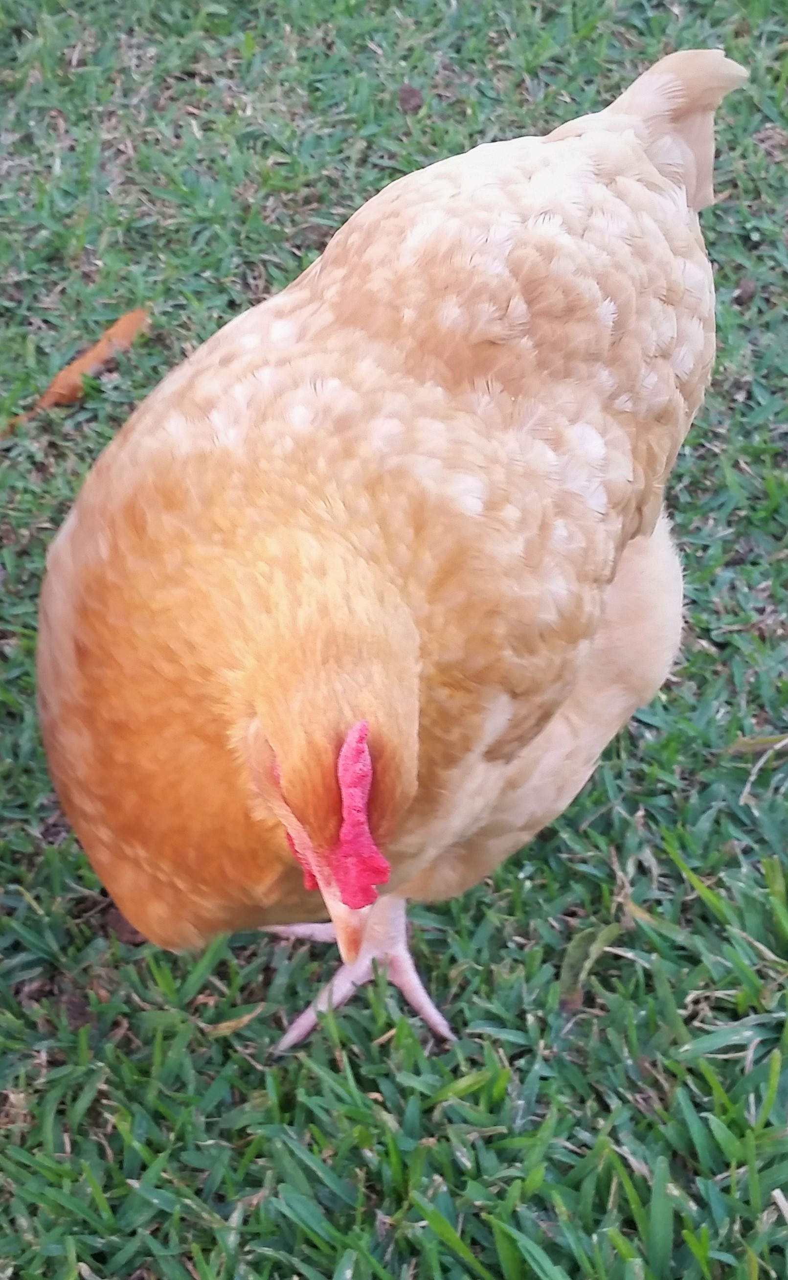 Buff Orpington "Blondie" 32 weeks
