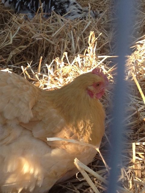 Buff Orpington-Buffy is her name