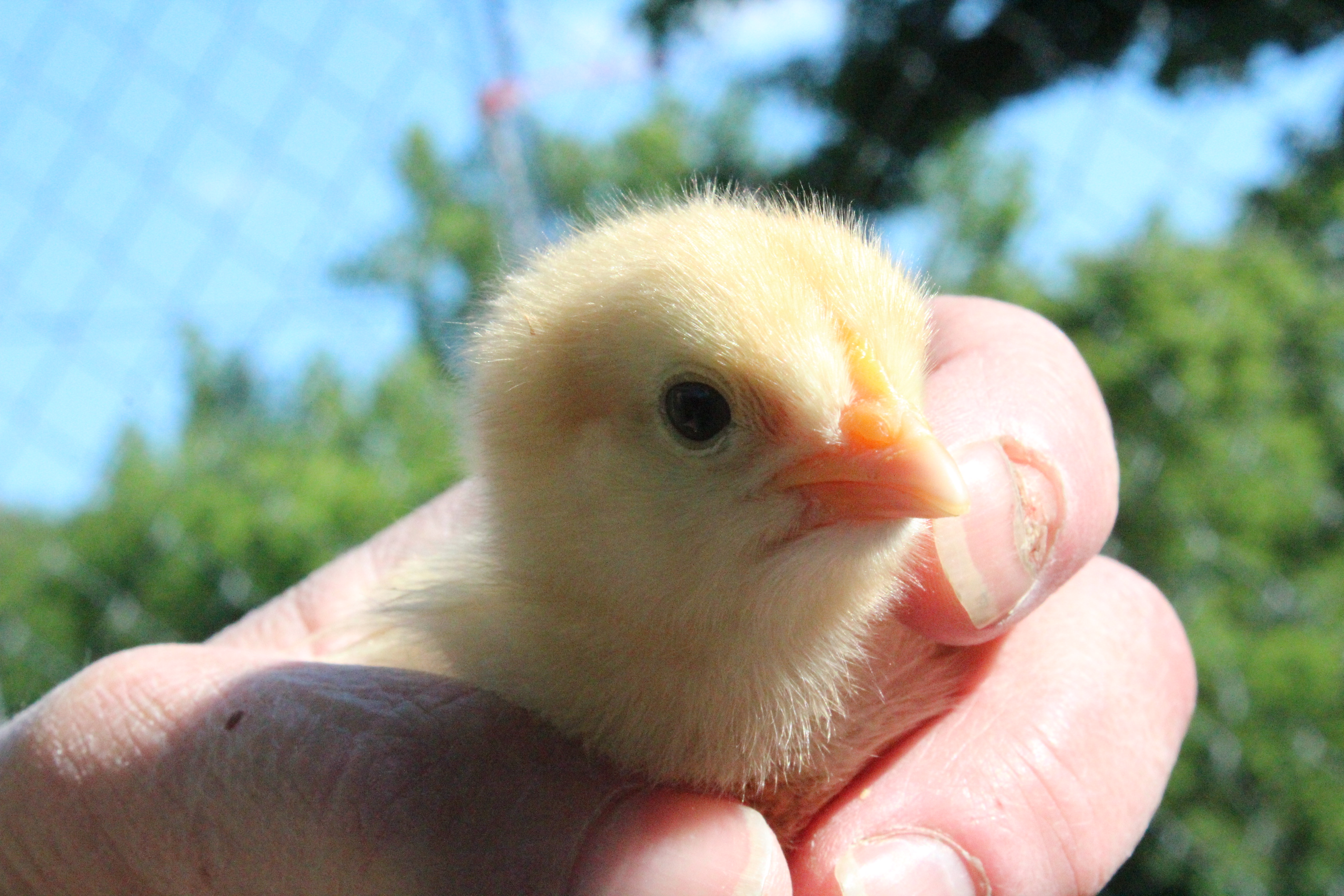 Buff Orpington, Buffy, the Cricket Slayer