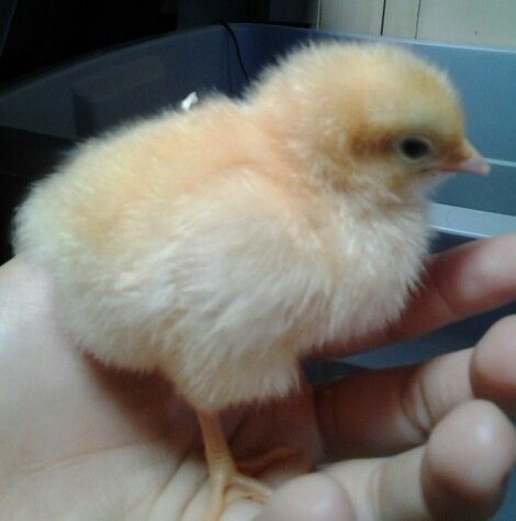 Buff Orpington chick (1 of 3) named Buffy
Grew to be a rooster