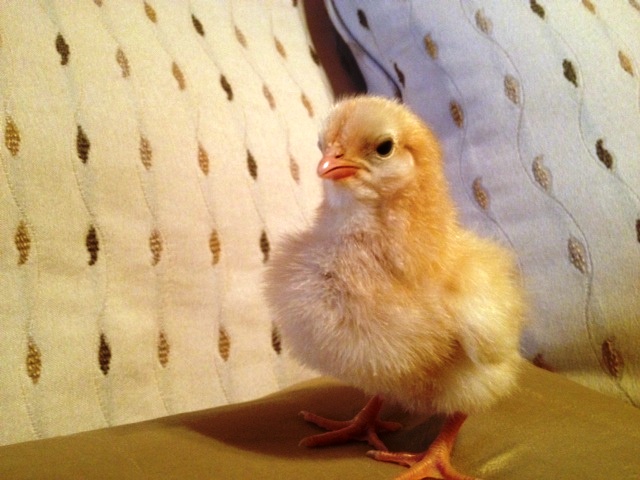 Buff Orpington chick