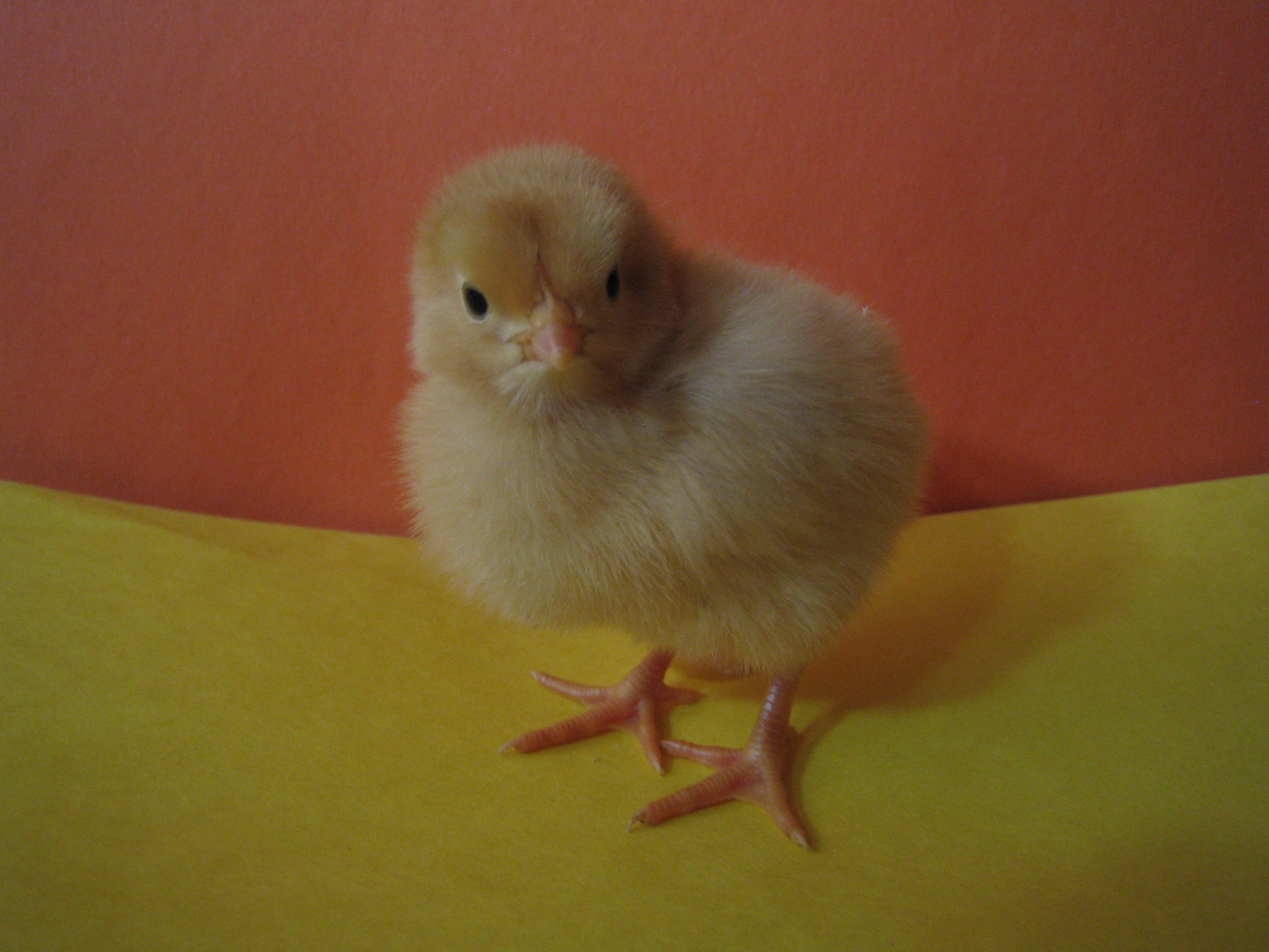 Buff Orpington chick