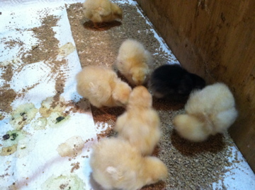 Buff Orpington chicks and a Buff Orpington X Black Australorp