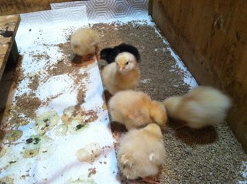 Buff Orpington chicks and a Buff Orpington X Black Australorp