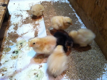 Buff Orpington chicks and a Buff Orpington X Black Australorp