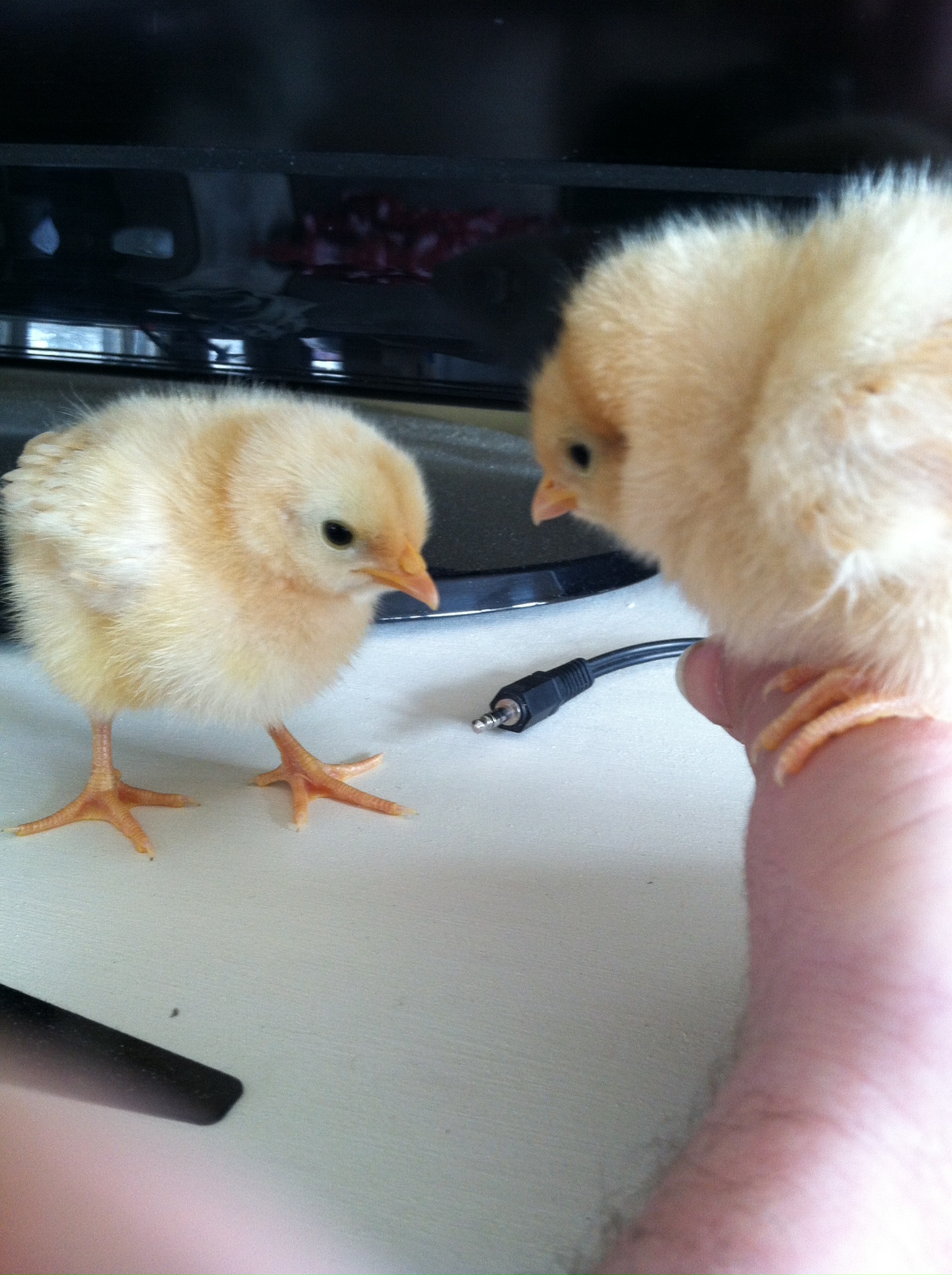 Buff Orpington Chicks - Boofy & Darla