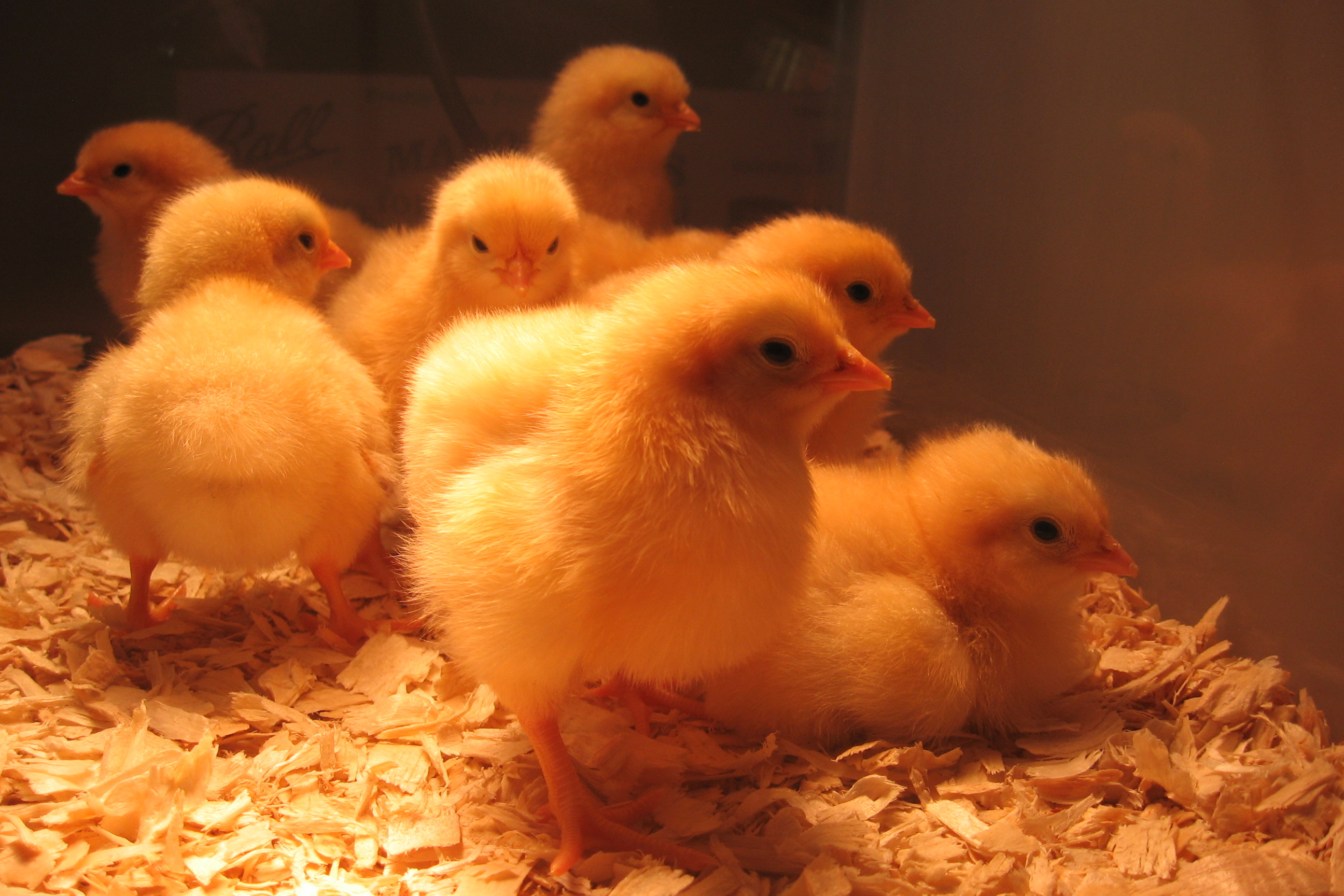 Buff Orpington Chicks