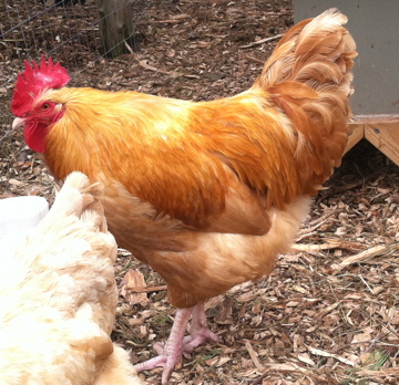 Buff Orpington cockerel