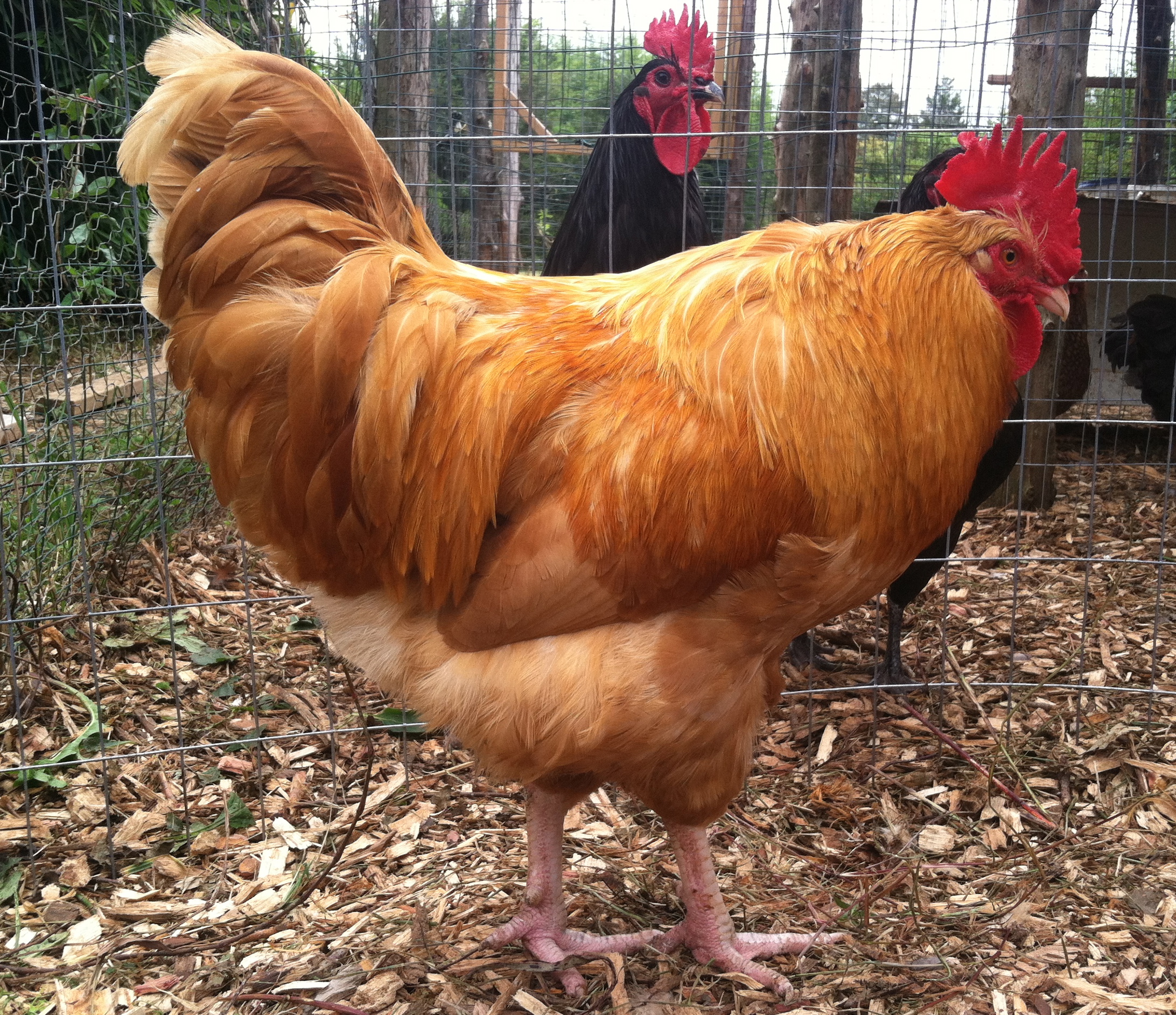 Buff Orpington cockerel