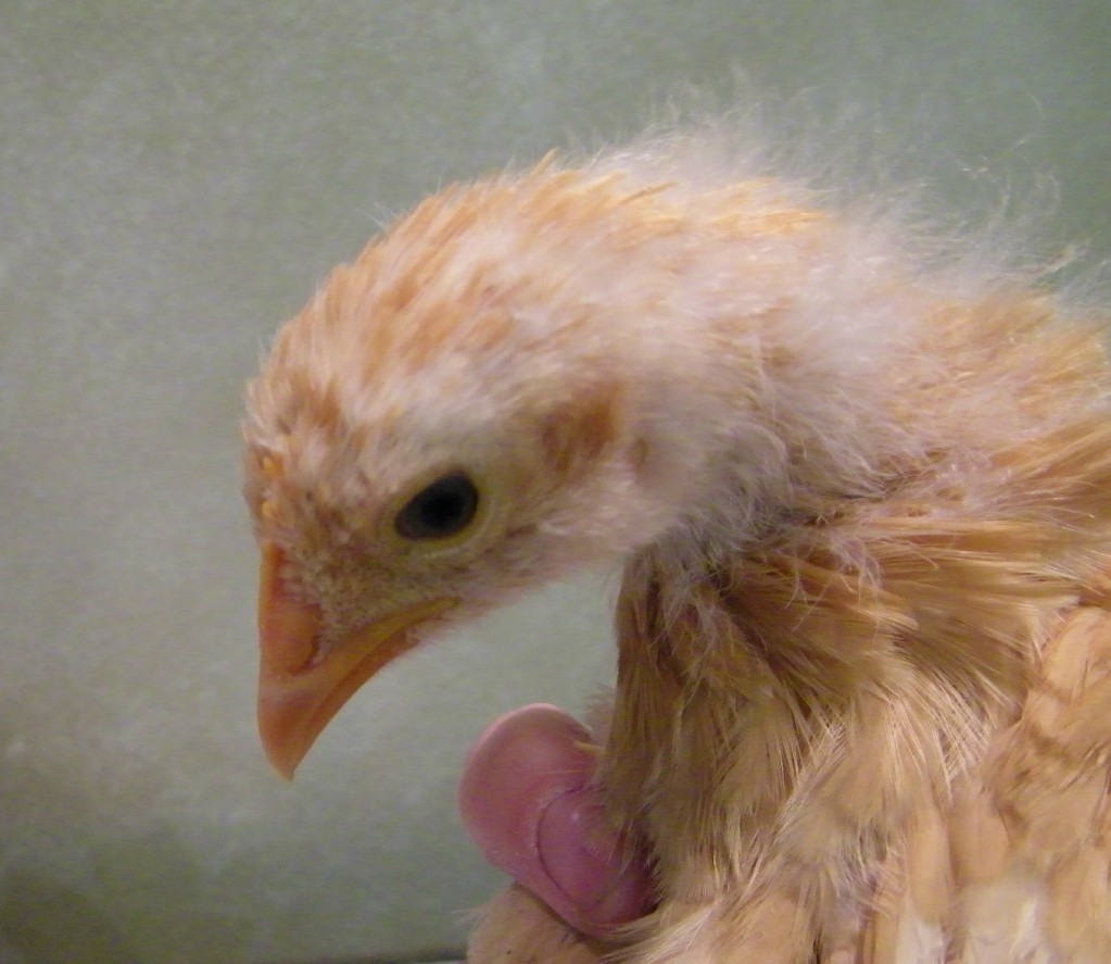 Buff Orpington comb @ 4wks
