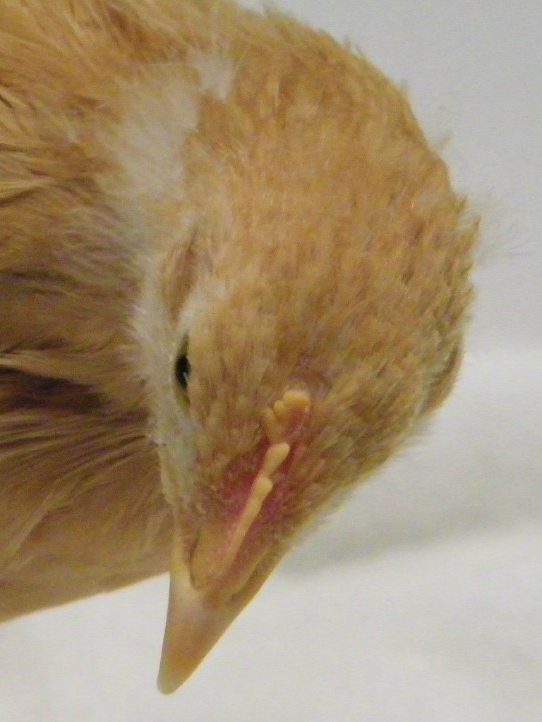 Buff Orpington comb @ 6 wks