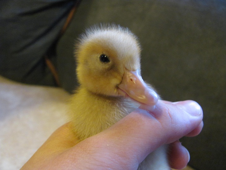 Buff Orpington duckling at three days old. 2/13/2013