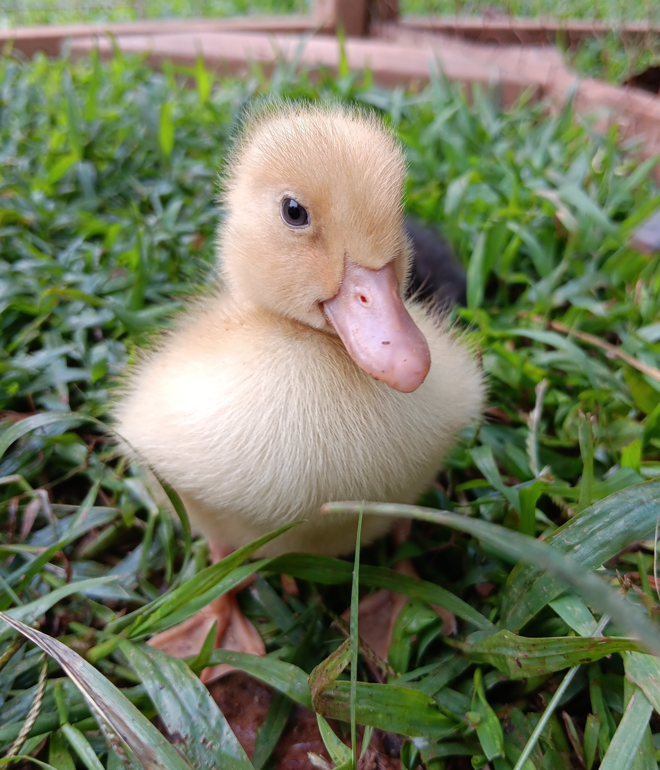 Buff Orpington duckling