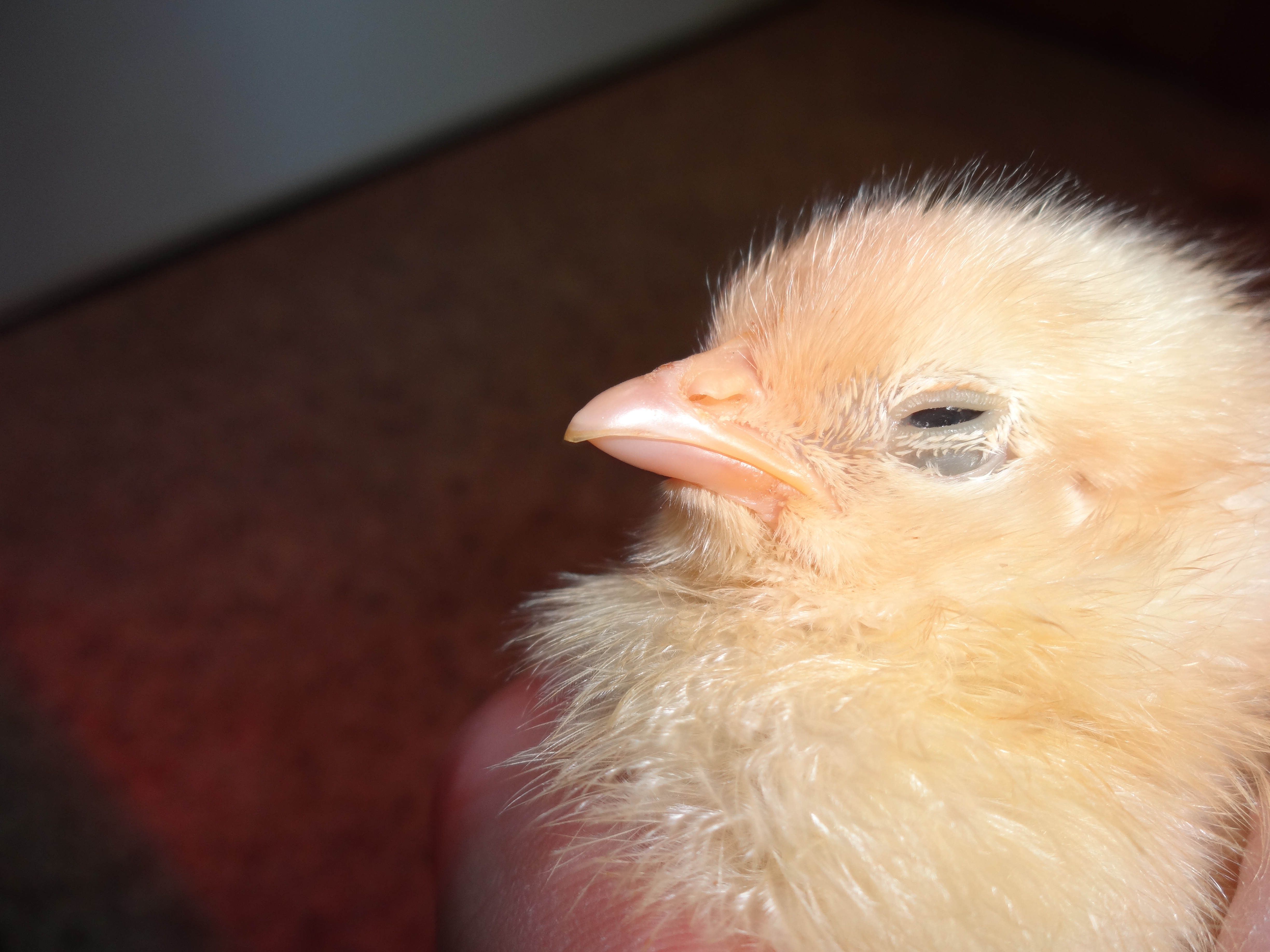 Buff Orpington Female Chick. Almost 1 week old. Her left eye is crusty