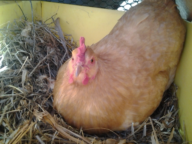 Buff Orpington hen named Fluffy sitting in the nest box