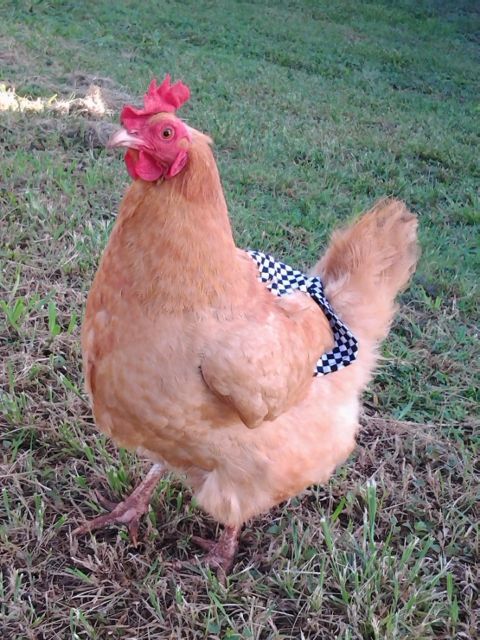 Buff Orpington hen named Fluffy wearing my first ever sewn chicken saddle