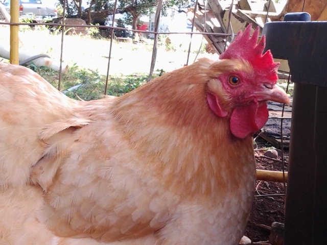 Buff Orpington hen named Muffy