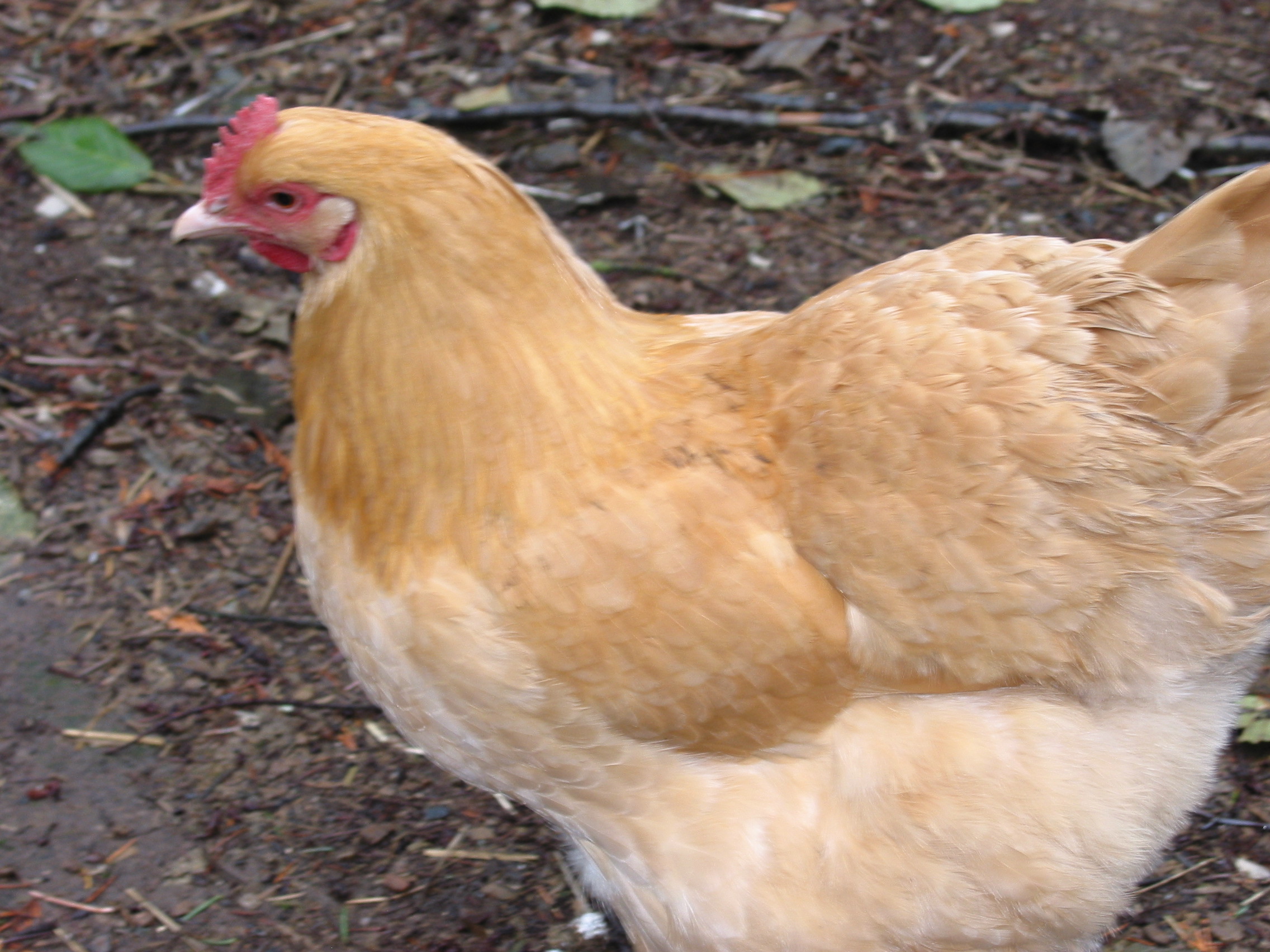 buff orpington hen
