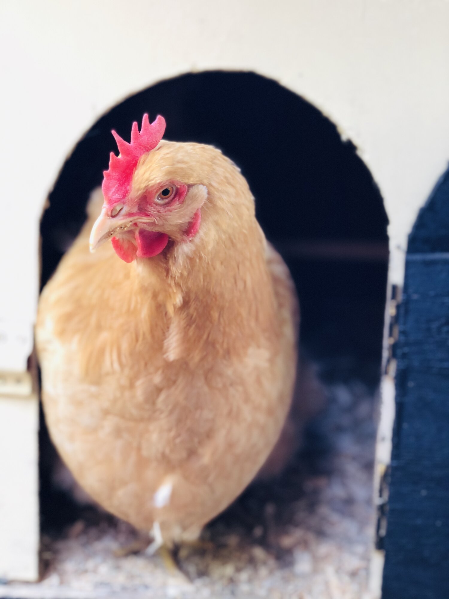 Buff Orpington Hen