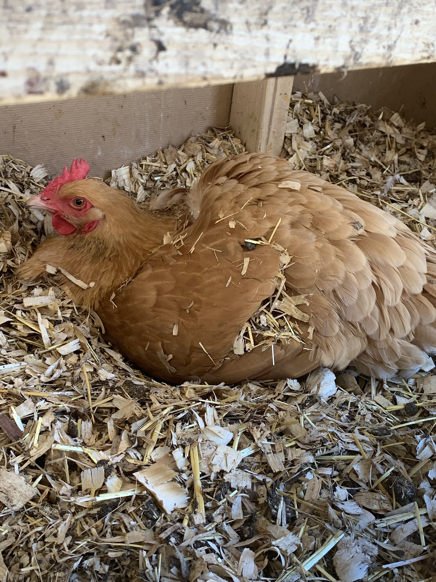 Buff Orpington hen