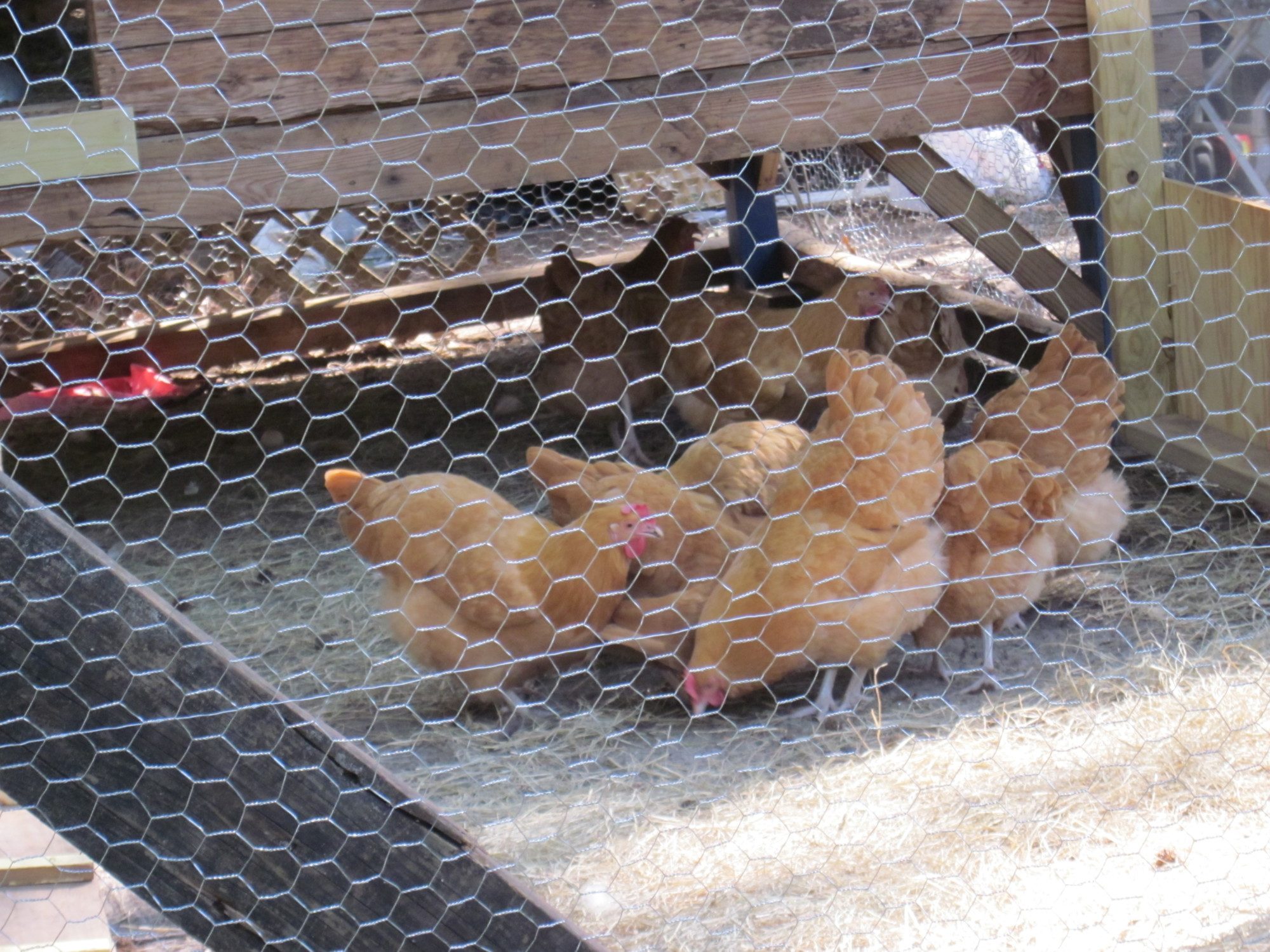 Buff Orpington hens.