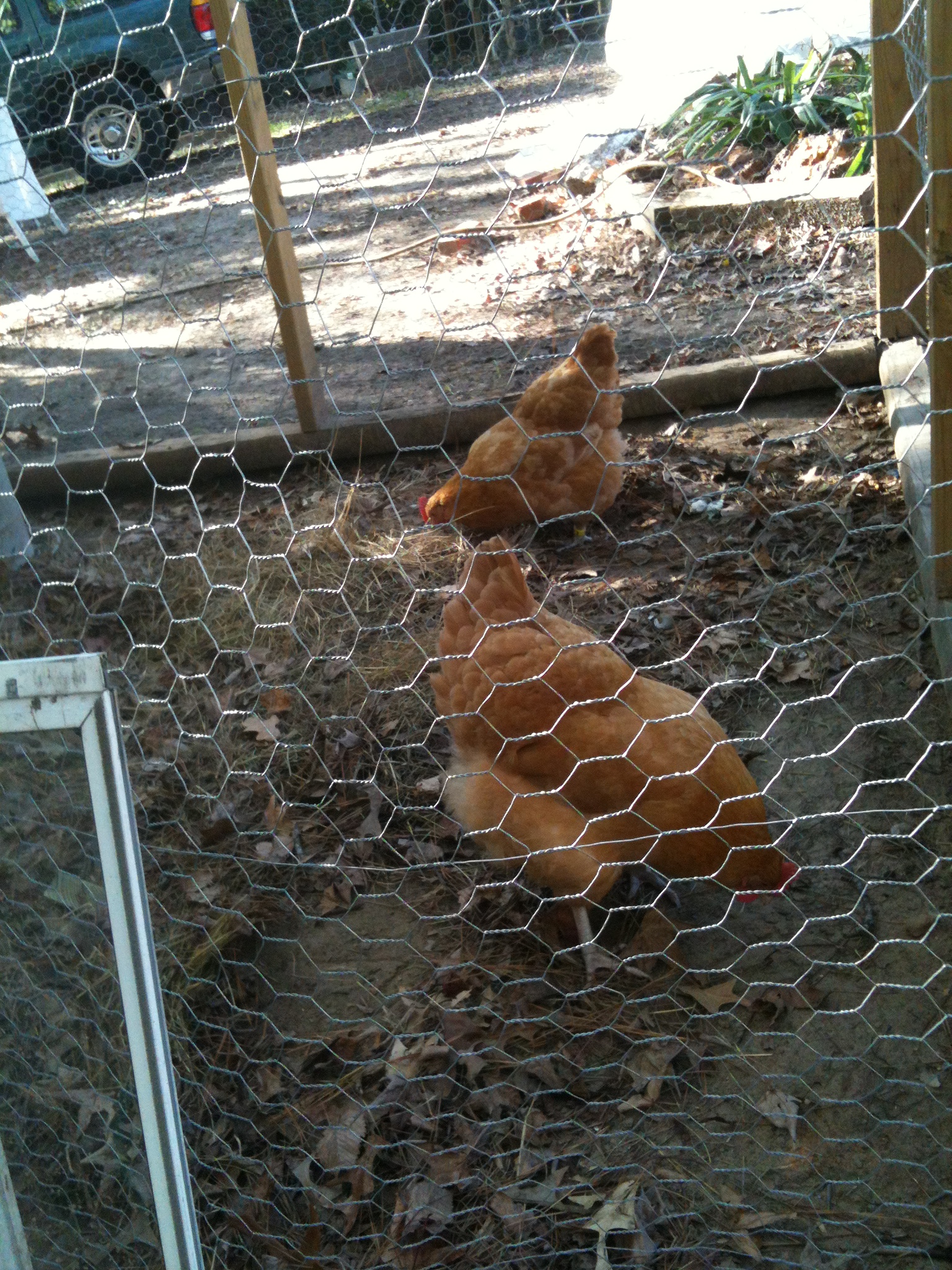 Buff Orpington hens.