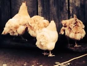 Buff Orpington Hens