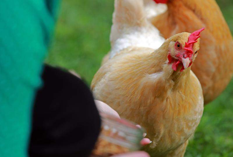 Buff Orpington named Bossy