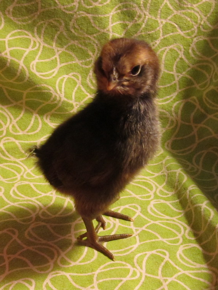 Buff Orpington or the Rhode Island Red cross with Brabanters at five days old.