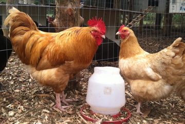 Buff Orpington pair