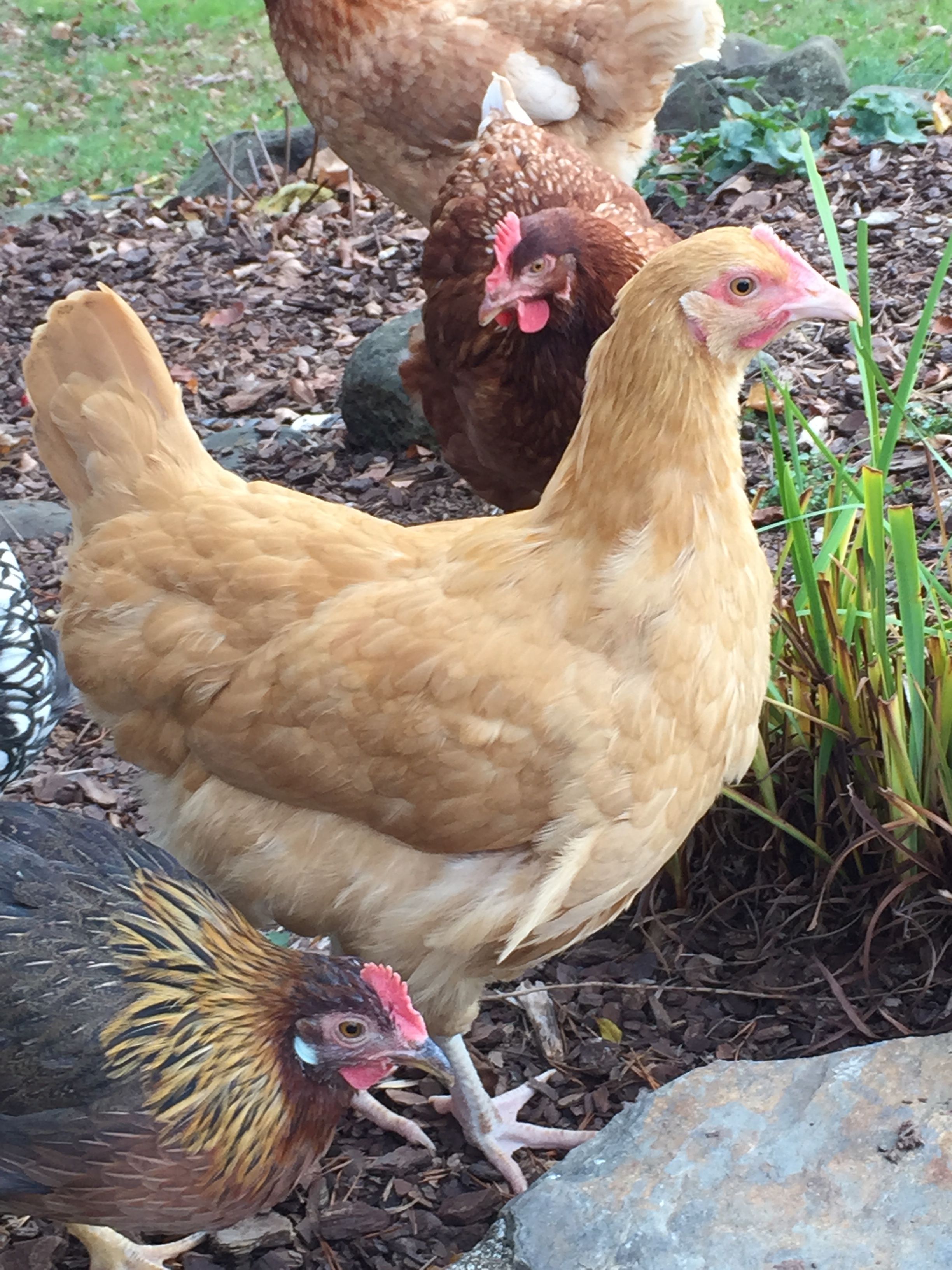 Buff Orpington - Pullet 16 weeks "Diamond"