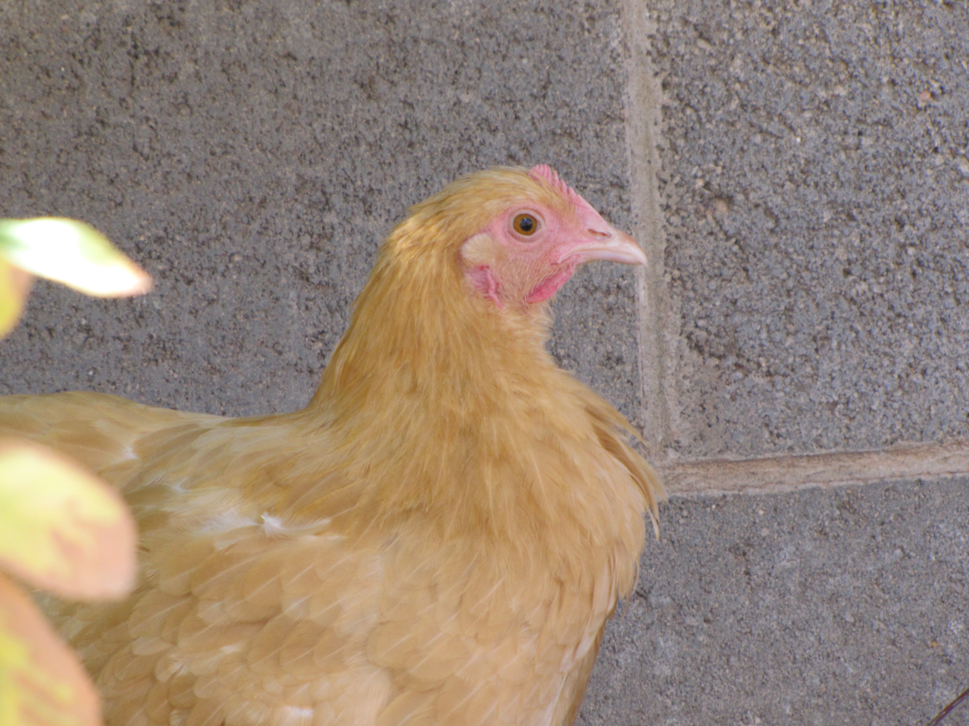 Buff Orpington Pullet