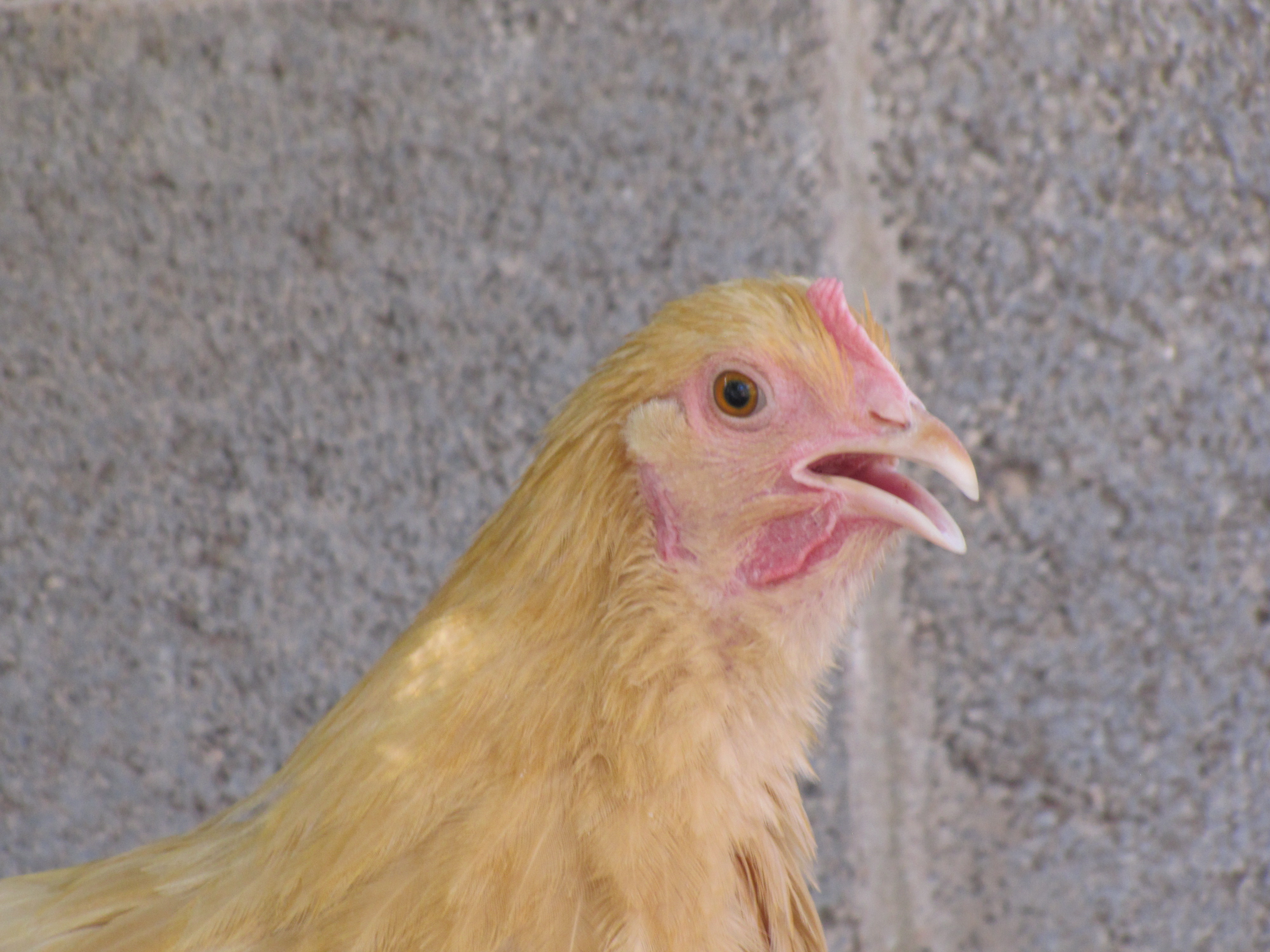 Buff Orpington Pullet