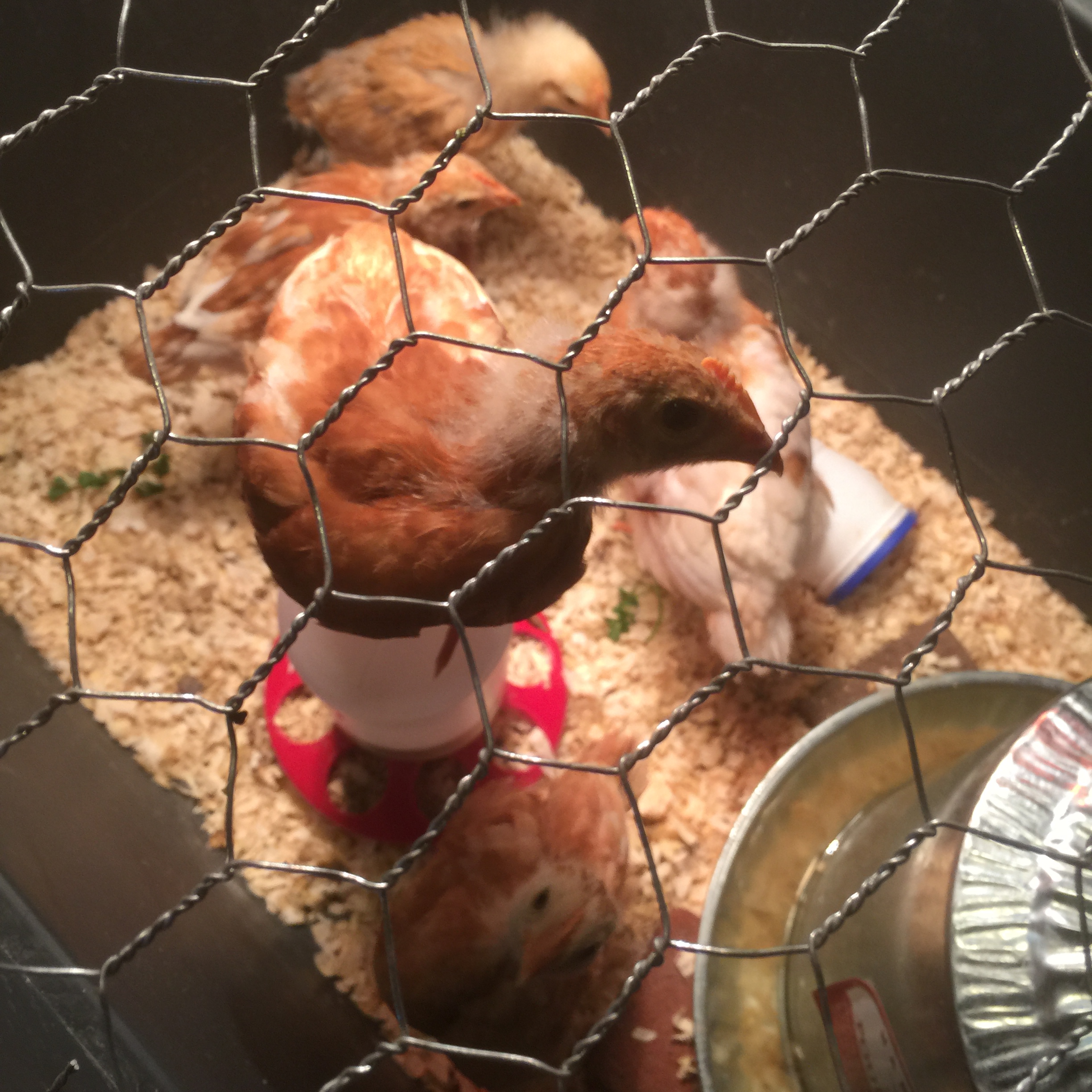 Buff Orpington pullets, about three weeks old.