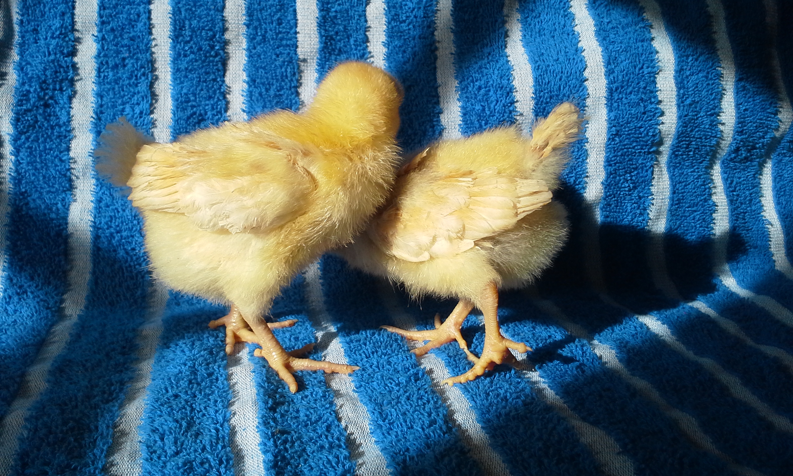 buff orpington pullets