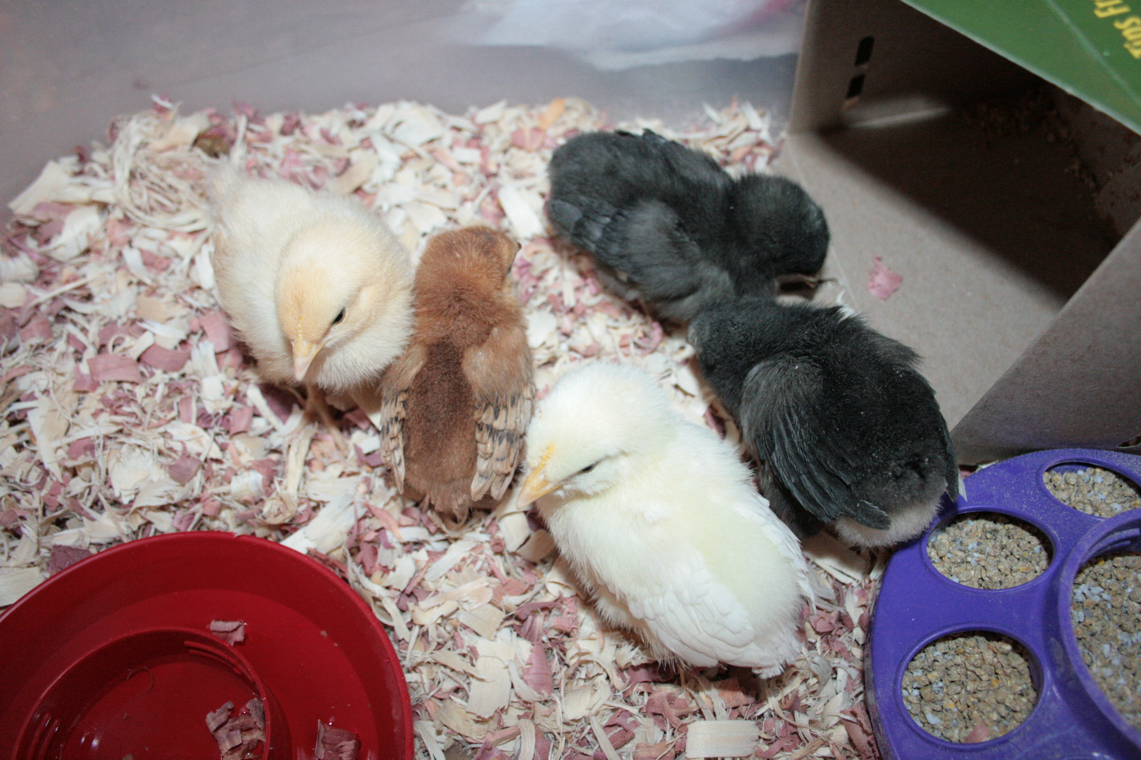 Buff Orpington, Rhode Island Red, White Leghorn, Black Austrolorp and Barred Rock chicks I just picked up. 3-1-12

Hopefully when everyone is bigger I will be able to introduce them to the EE's.