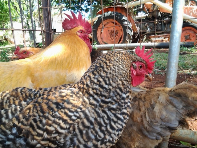 Buff Orpington rooster named Buffy
Buff Orpington hen named Fluffy
Barred Rock hen named Rocky
Ameraucana (EE?) hen named Cookies