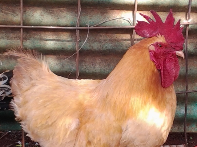 Buff Orpington rooster named Buffy
Head honcho of the flock