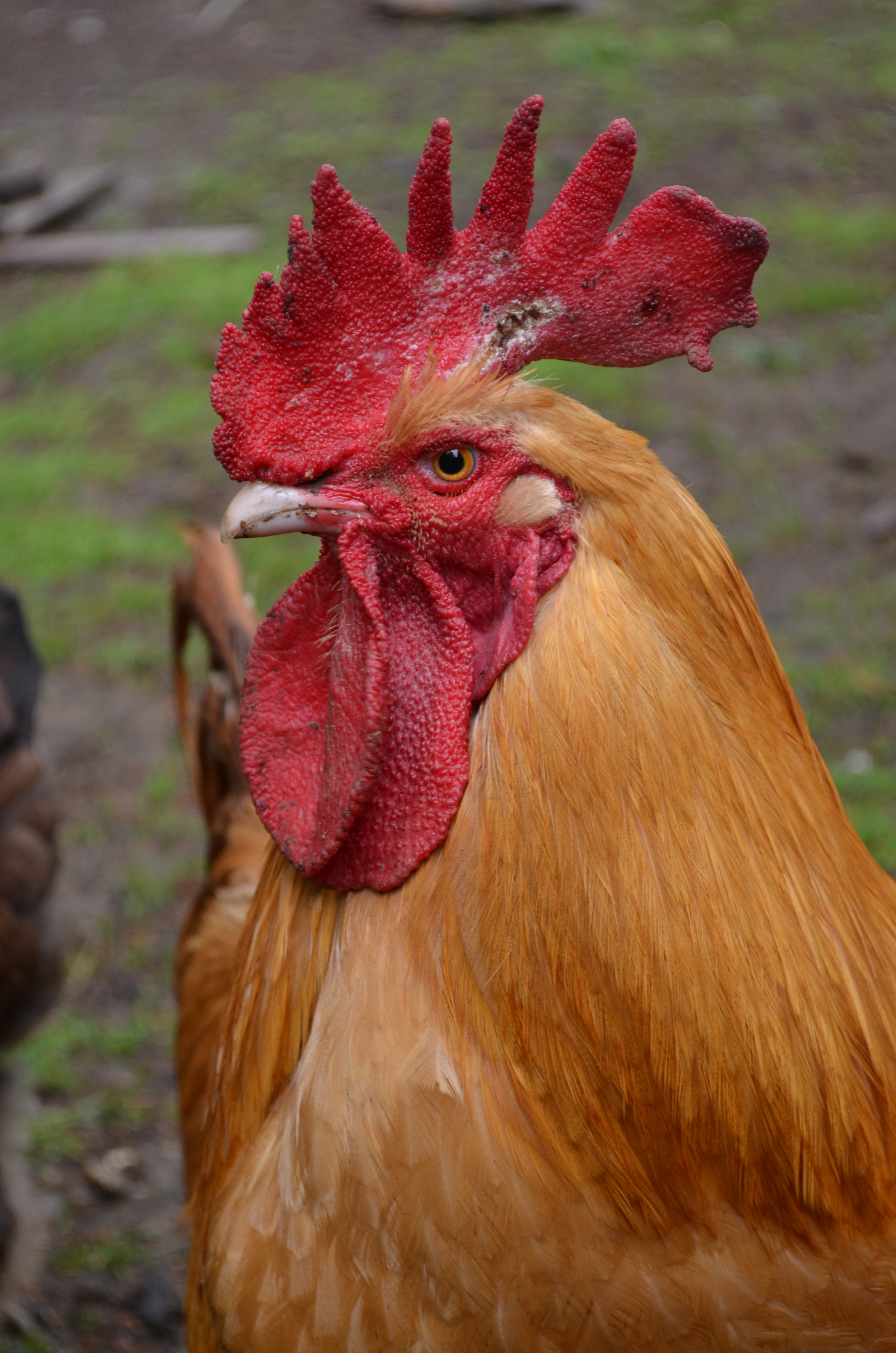buff orpington rooster