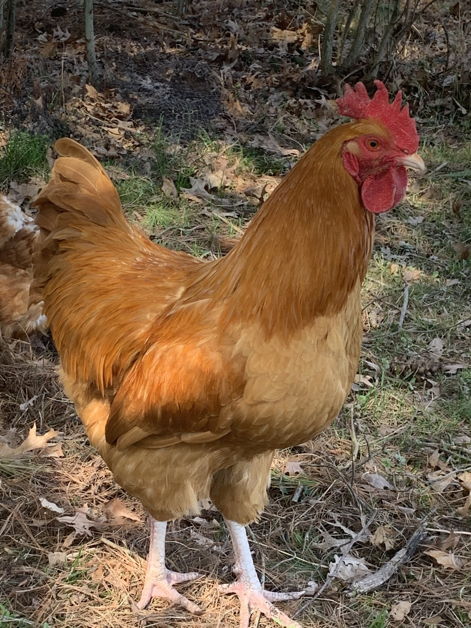 Buff Orpington rooster