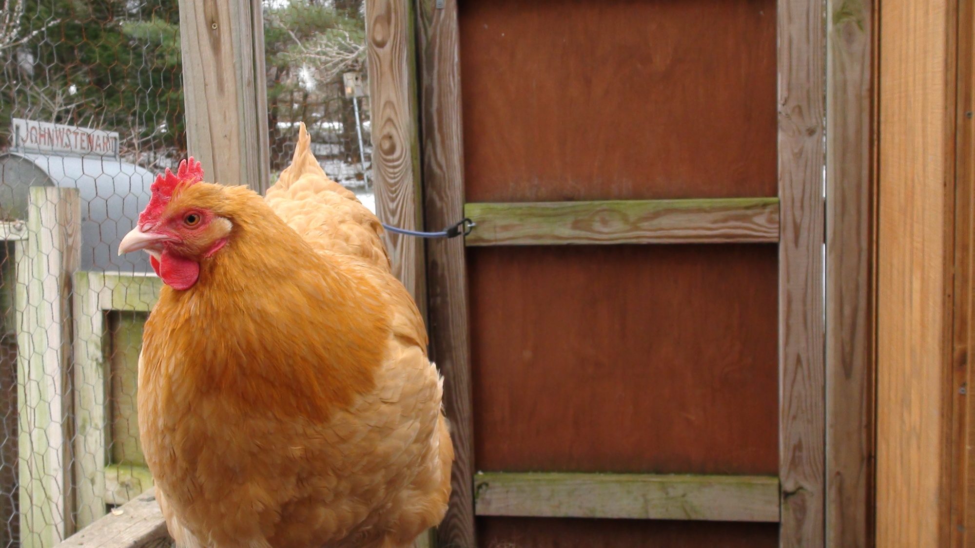 Buff Orpington, We call this girl B.W., short for 'buffalo wings'