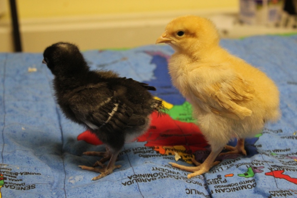 Buff Orpington with Barred Rock which we thought were the same age when we got them 8 days ago.  The Barred Rock does just seem to be a little runty.
