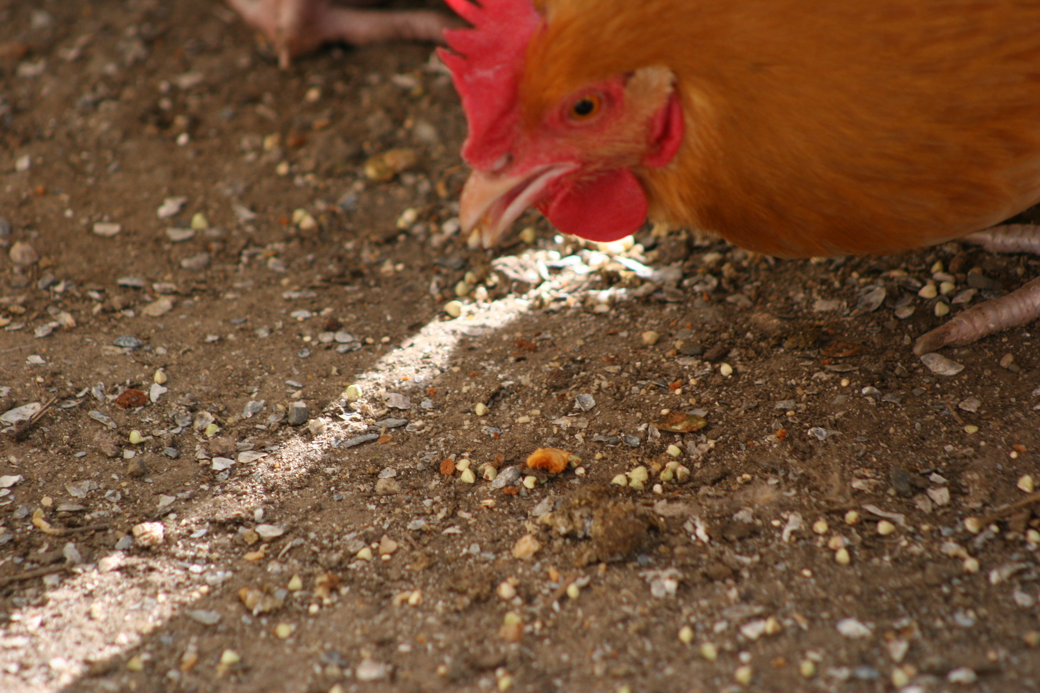 Buff Orpington
