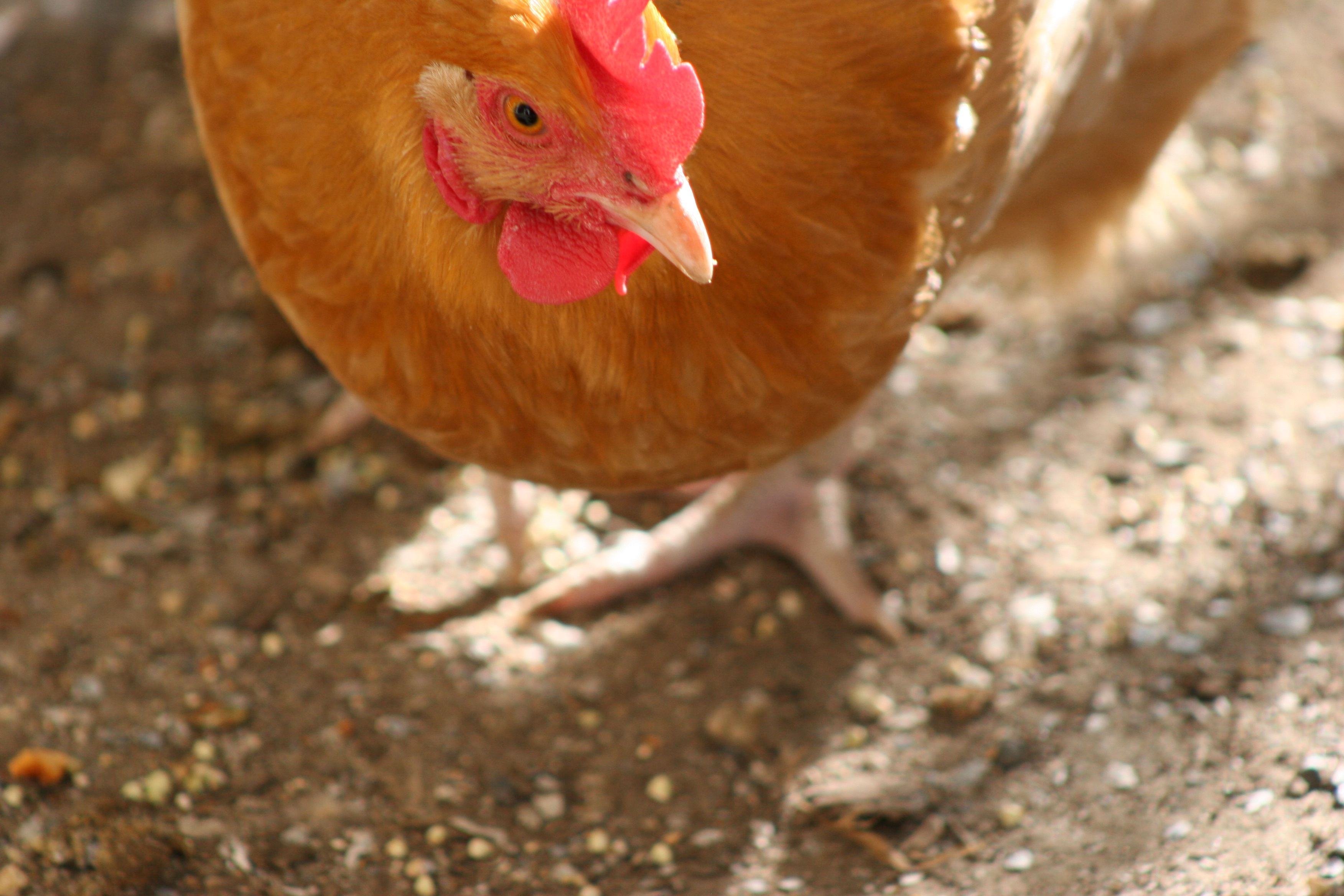 Buff Orpington