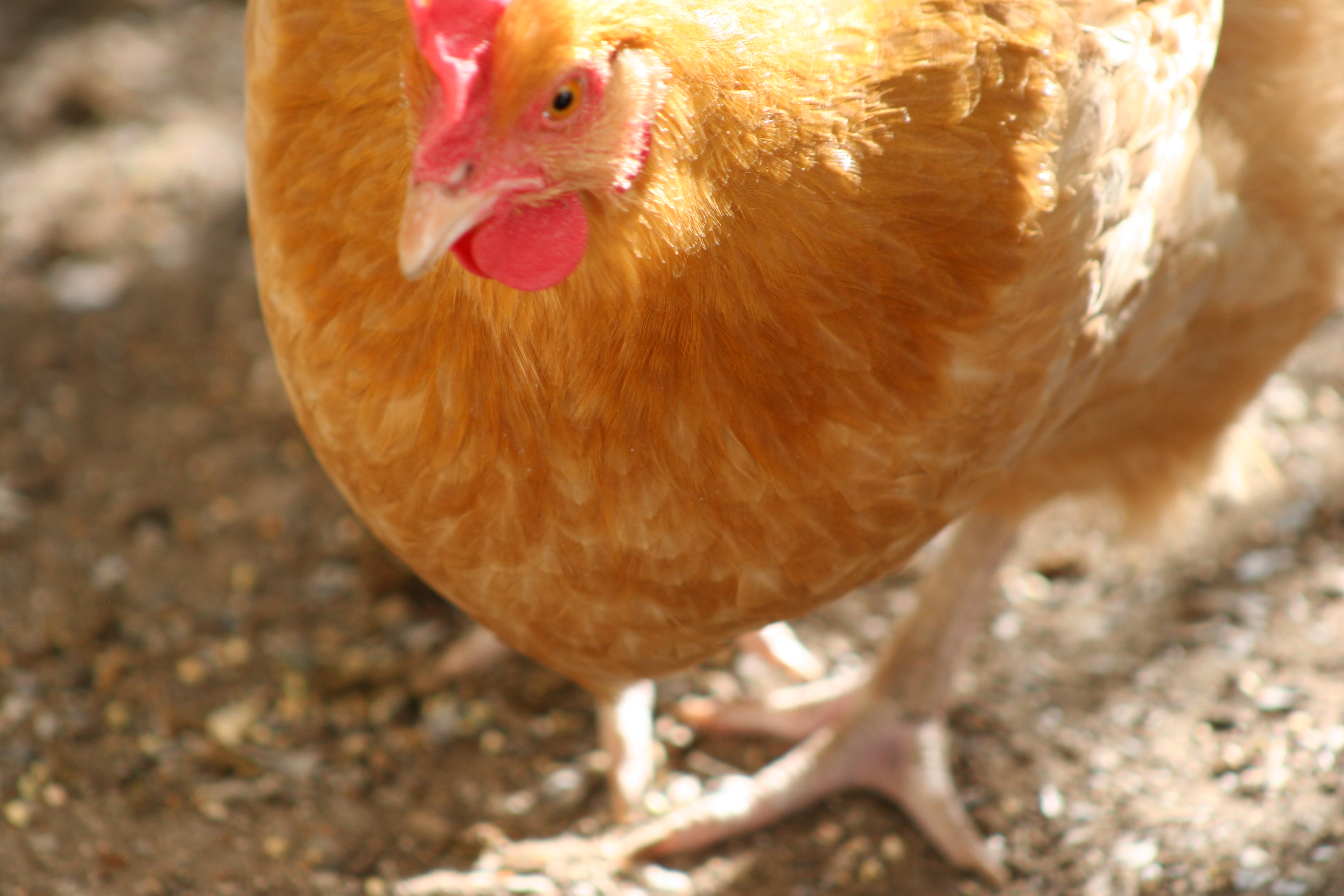 Buff Orpington