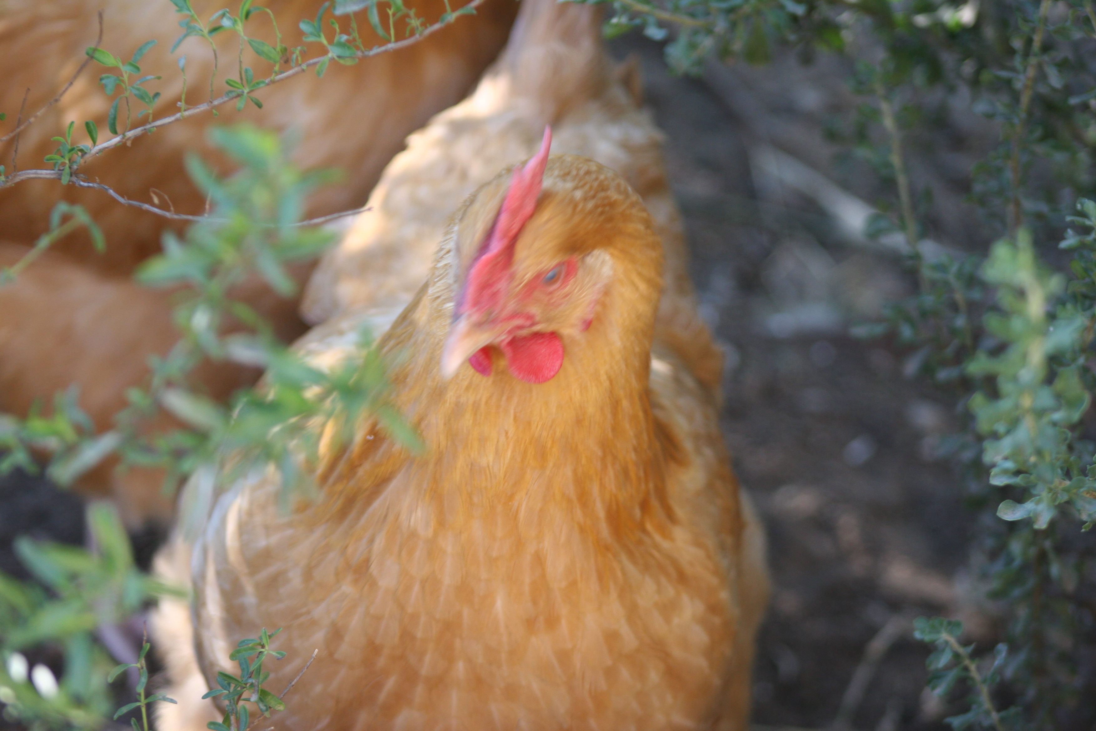 Buff Orpington